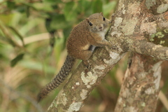 Callosciurus orestes