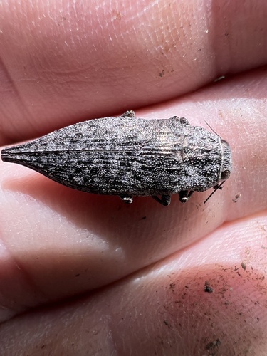 Flat-headed Poplar Borer photo 2