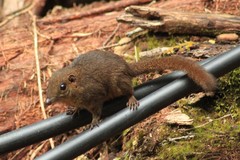 Mountain Treeshrew photo 4