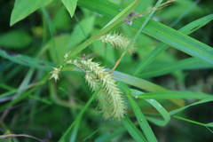 Carex schweinitzii