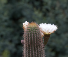 Trichocereus chiloensis litoralis