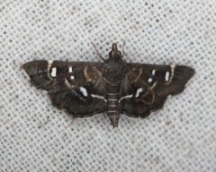 Diathrausta
