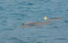 Rhinoptera steindachneri