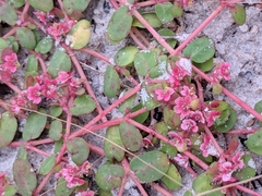 Euphorbia cordifolia