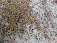Euphorbia cordifolia