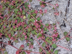 Euphorbia cordifolia
