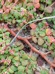 Euphorbia cordifolia