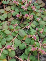Euphorbia cordifolia