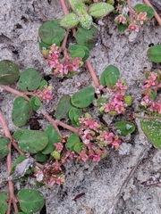 Euphorbia cordifolia
