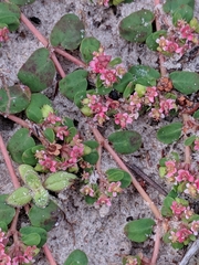 Euphorbia cordifolia