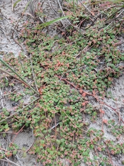 Euphorbia cordifolia