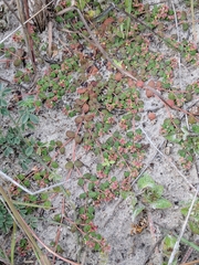 Euphorbia cordifolia