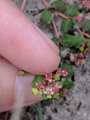 Euphorbia cordifolia