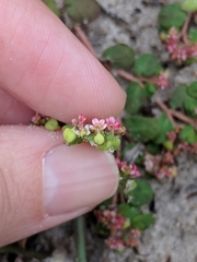 Euphorbia cordifolia