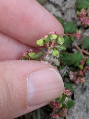 Euphorbia cordifolia