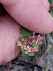 Euphorbia cordifolia