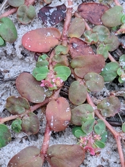 Euphorbia cordifolia