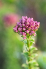 Pseudoselago serrata