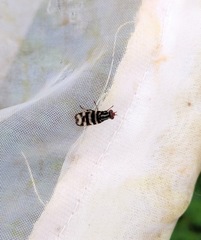 Pterotaenia