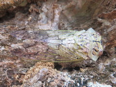 Oxypleura lenihani