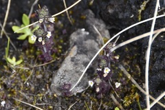 Euphrasia hudsoniana
