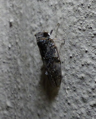 Platypleura