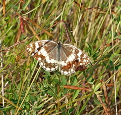 Melanargia larissa