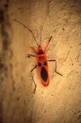 Macrocheraia grandis