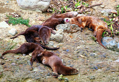 Hydrictis maculicollis