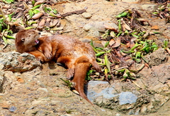 Hydrictis maculicollis