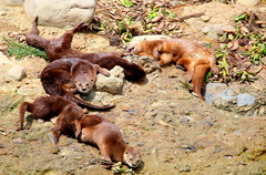 Hydrictis maculicollis