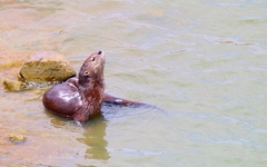 Hydrictis maculicollis
