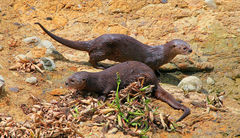 Hydrictis maculicollis