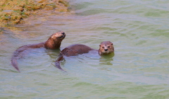 Hydrictis maculicollis