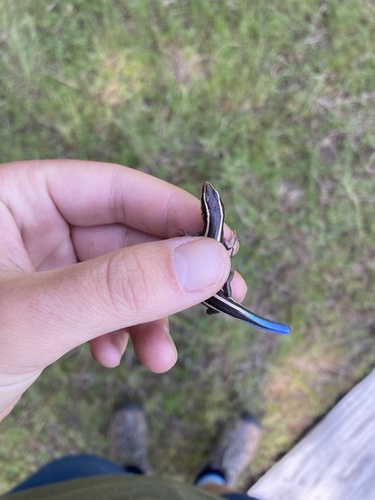 iNaturalist observation photo of Western Skink