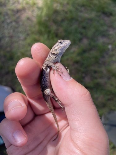 iNaturalist observation photo of Western Fence Lizard