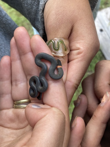iNaturalist observation photo of Ring-necked Snake