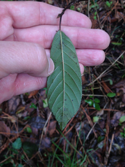 Frangula caroliniana