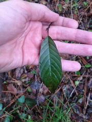 Frangula caroliniana
