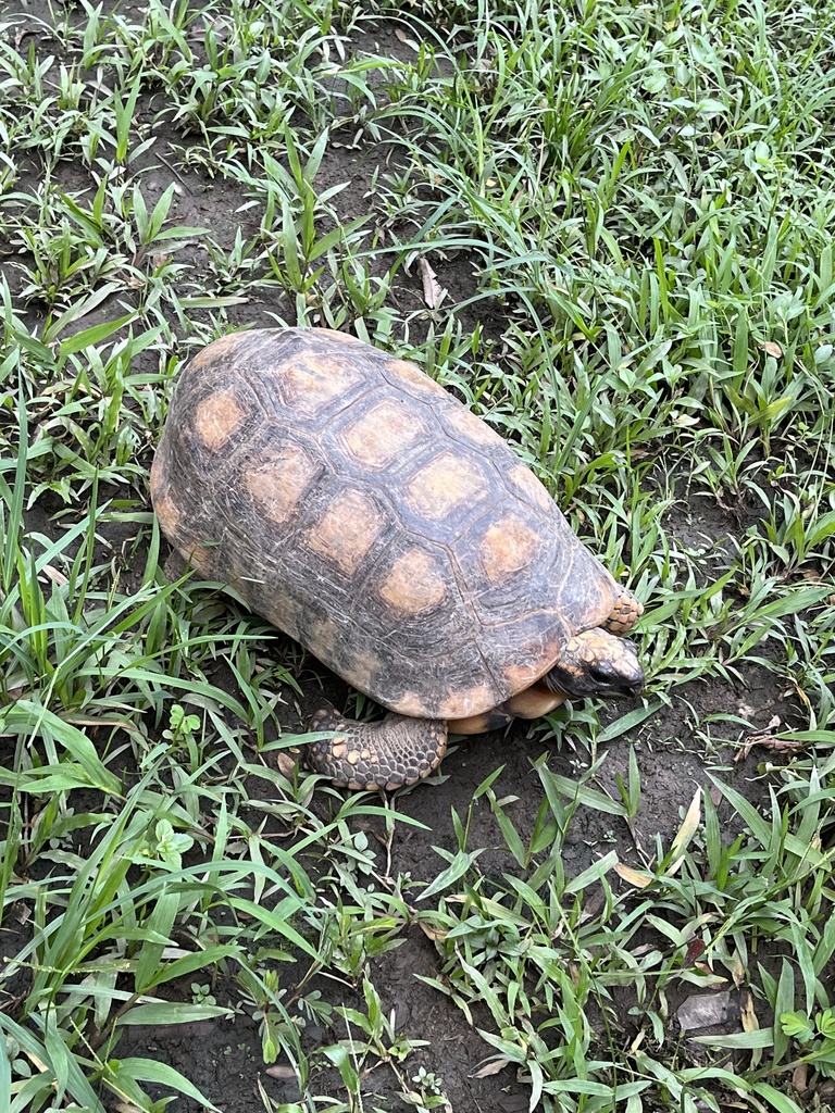 Brazilian Giant Tortoise in June 2023 by cloellie · iNaturalist