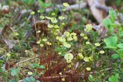 Splachnum luteum