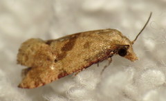 Platphalonidia magdalenae