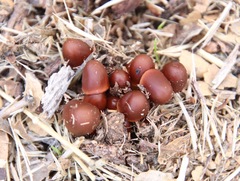 Psathyrella atrospora