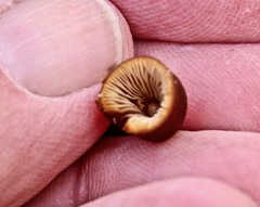 Psathyrella atrospora