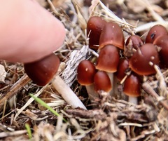 Psathyrella atrospora