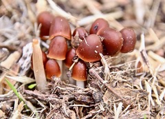 Psathyrella atrospora