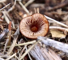 Psathyrella atrospora
