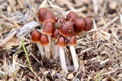 Psathyrella atrospora