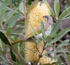 Gavicalis fasciogularis