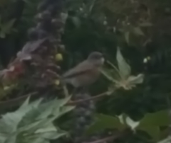 Sialia mexicana